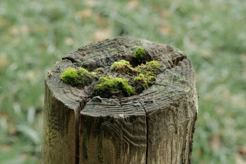 Weathered wooden stump covered in vibrant green moss at a serene outdoor setting