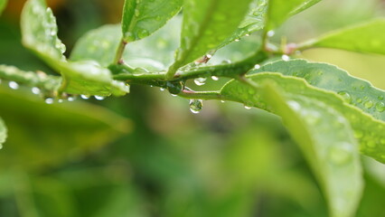 A close-up view of green leaves and a stem covered in water droplets, with a single large droplet hanging from the stem.