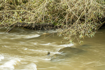 River flows through a natural landscape with branches hanging over the water