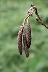 Clusters of brown catkins hanging from a tree branch in a lush green setting during early spring