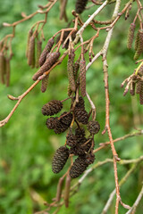 Brown catkins and cones hanging from a tree branch in a green environment during late autumn