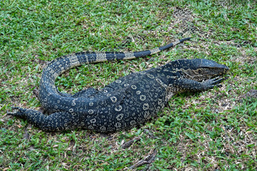 A monitor lizard is lying on the grass in the park.