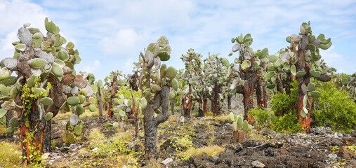 Fototapeta premium Giant prickly pear cactus on Santa Cruz Island, Galapagos National Park, Ecuador.