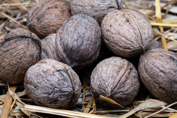 A composition of typically autumnal fruits such as walnuts, enhancing their beauty and detail.