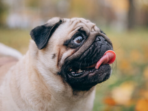 Close-up portrait of a young pug in an autumn park.