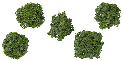 Collection of Aucuba plants on transparent background from the top view