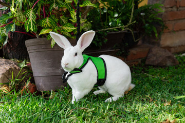 Adorable rabbit with a leash exploring the garden on a sunny day