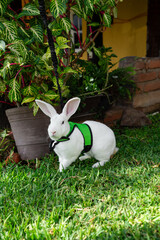 Adorable rabbit with a leash exploring the garden on a sunny day