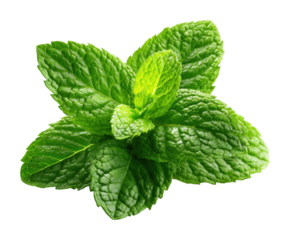Fresh mint leaves culinary garden plant natural environment isolated on transparent background