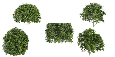 Collection of Aucuba plants on transparent background
