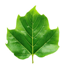 Fototapeta premium Captivating green leaf nature detail isolated on transparent background