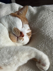 Close-up of a sleeping cats face lying on its side.