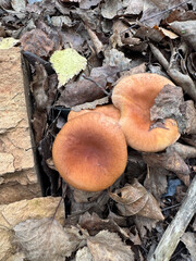 The Common Milkcap mushroom, growing in fallen birch leaves. Shot from above.