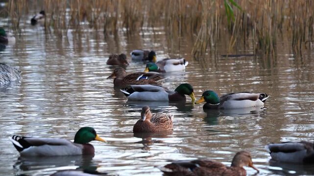 Beautiful mallard duck swimming gracefully on calm water, reflections shimmering in sunlight, peaceful wildlife scene in 4K ultra HD.