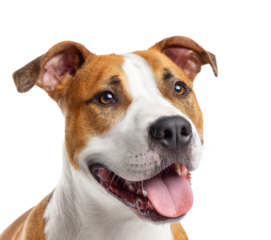 Happy dog smiling portrait animal isolated on transparent background