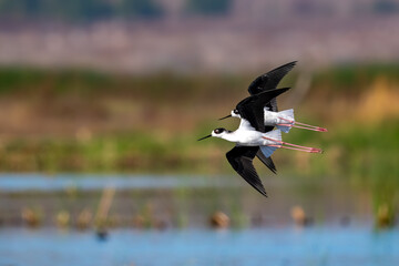 A pair of black necked stilts in synchronized flight at San Jacinto Wildlife area