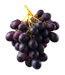 Harvesting juicy grapes vineyard food natural light isolated on transparent background