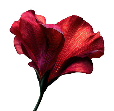 Vibrant red flower blossom nature isolated on transparent background