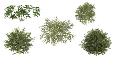 Collection of Aucuba,berberis plants on transparent background