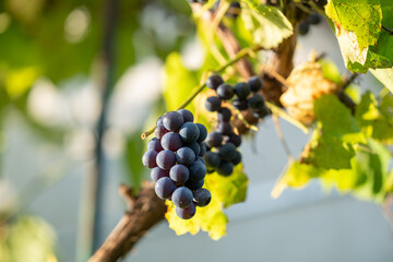 Dewcovered ripe grape bunch, Artisan winemaking scene featuring dewkissed grape cluster under soft background lighting