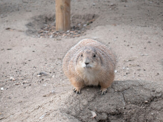 A rather overweight prairie dog (Cynomys) on a rock watches attentively, waiting for someone to give it food on its way to diabetes