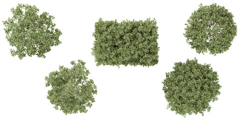 Collection of Eunymus plants on transparent background from the top view
