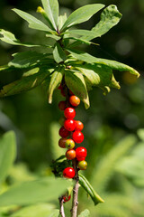 Daphne mezereum (mezereon, February daphne, spurge laurel or spurge olive) flowering plant family Thymelaeaceae. Poisonous red fruits of Daphne mezereum.