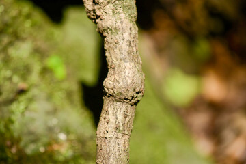Stauntonia hexaphylla is an evergreen vine of the Lardizabalaceae family with palmate compound leaves, white spring flowers, and edible sweet fruits ripening in autumn. Photographed in Korea.