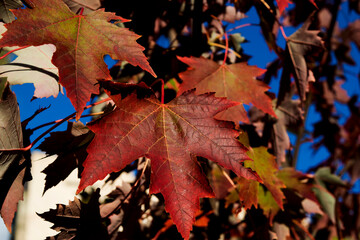 Red and green maple leaves against the sky. Autumn landscape.