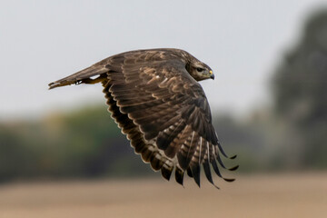 red tailed hawk