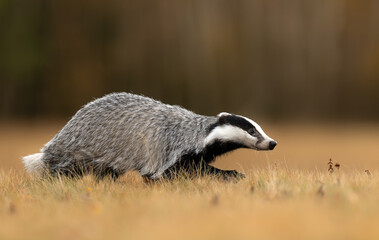 Badger close up ( Meles meles )