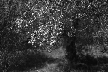 Closeup of Kalamata olives bunch growing on tree in Peloponnese region of Greece, a traditional symbol of Mediterranean agriculture in black and white