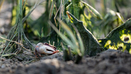 Fiddler crab in its natural sandy environment