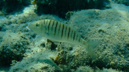 Sand steenbras or striped seabream (Lithognathus mormyrus) undersea, Aegean Sea, Greece, Halkidiki, Pirgos beach