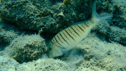 Sand steenbras or striped seabream (Lithognathus mormyrus) undersea, Aegean Sea, Greece, Halkidiki, Pirgos beach
