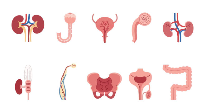 Human Urinary System Anatomy: Kidneys, Bladder, and Intestines Illustration