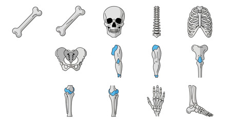 Human Skeletal System Anatomy Illustration with Bones and Joints © Afif