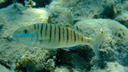 Sand steenbras or striped seabream (Lithognathus mormyrus) undersea, Aegean Sea, Greece, Halkidiki, Pirgos beach