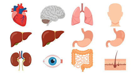 Human Internal Organs: Heart, Brain, Lungs, Liver, Kidneys, Eye, Stomach, Intestine, Skin