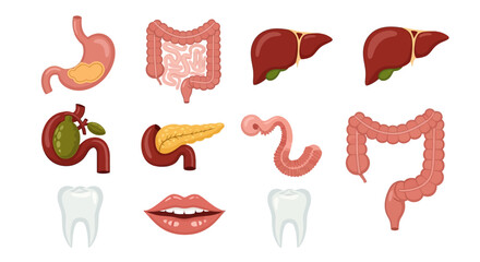 Cartoon Illustration of Human Internal Organs and Teeth Anatomy