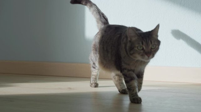 female cat rest in sunny room, slow motion video