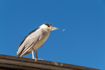 great blue heron