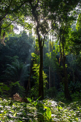 morning in the forest