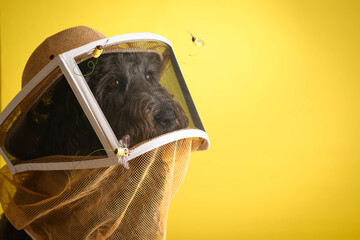 Black, dog wearing a beekeeper hat and veil with honeybees flying around, yellow background with copy space.  Save the bees.  