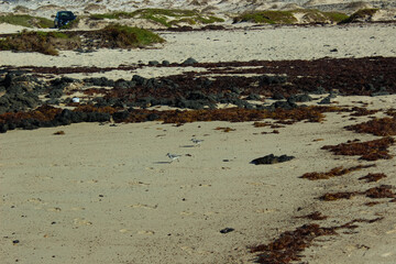 Two Sanderlings Calidris alba Walking on the Beach Sand in Fuerteventura, Canary Islands