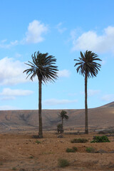 Two Tall Palm Trees and a Small Palm in Between in Fuerteventura, Canary Islands