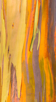 Colorful Rainbow Eucalyptus Bark Texture Abstract Background in Hawaii