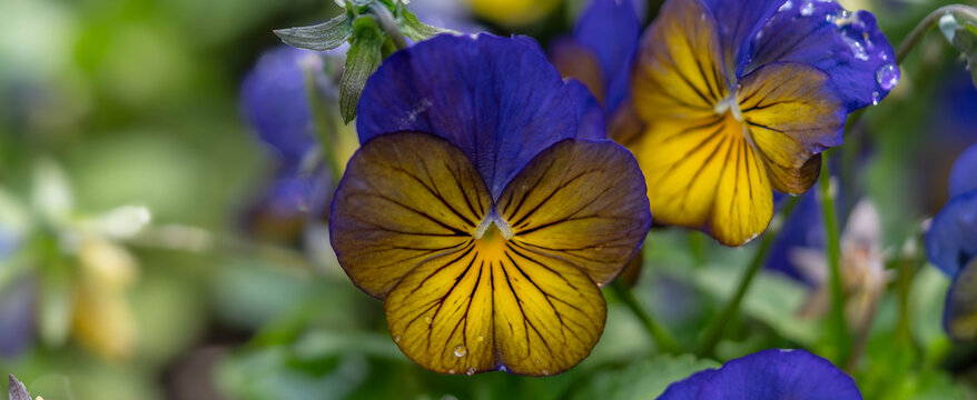 Purple and Yellow Pansy Flowers Blooming in Spring Garden