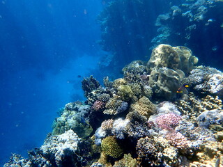 Wide shot of coral and reef inhabitants
