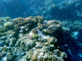 Wide shot of coral and reef inhabitants